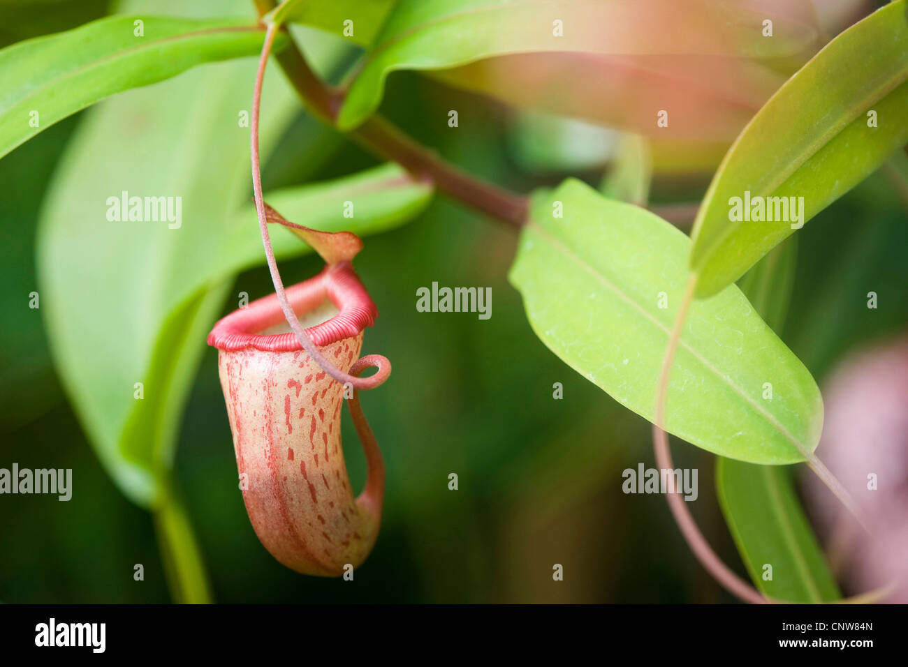 Pianta brocca (Nepenthes alata), trasformato foglia per la cattura di insetti, Malaysia Foto Stock