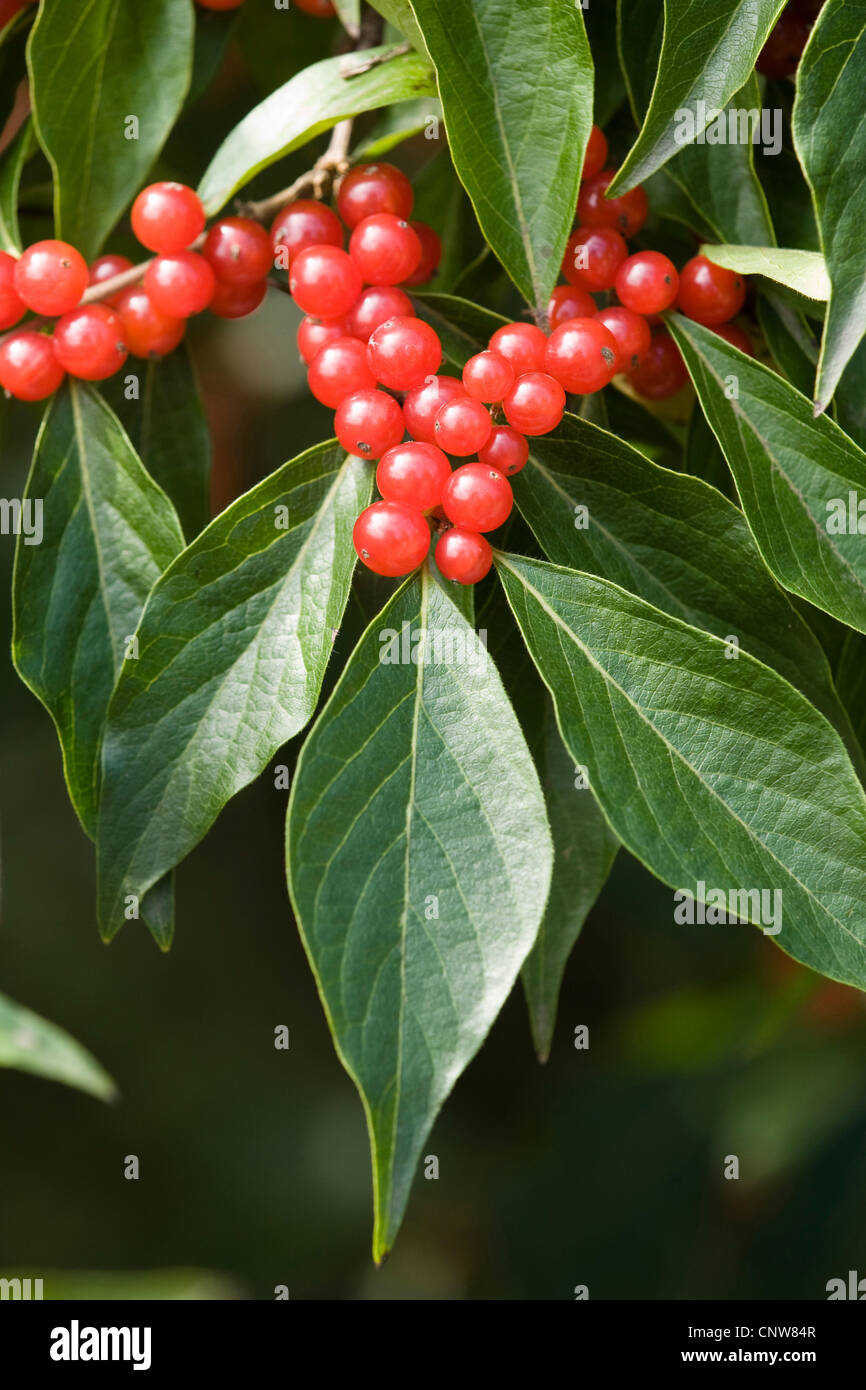 Caprifoglio Amur, Bush (Caprifoglio Lonicera maackii), foglie e frutti Foto Stock