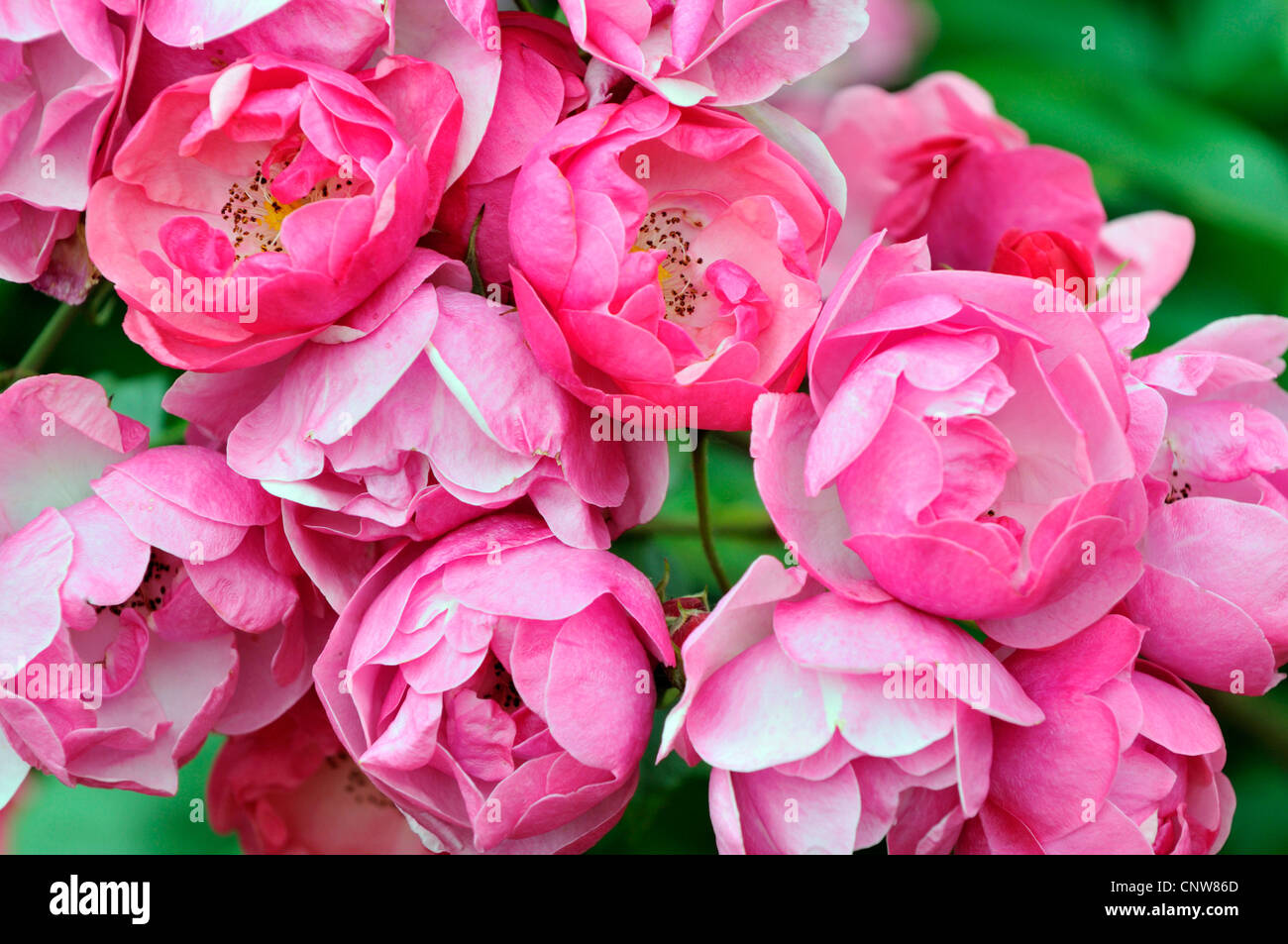 Rosa (Rosa spec.), rosa rosa bush Foto Stock