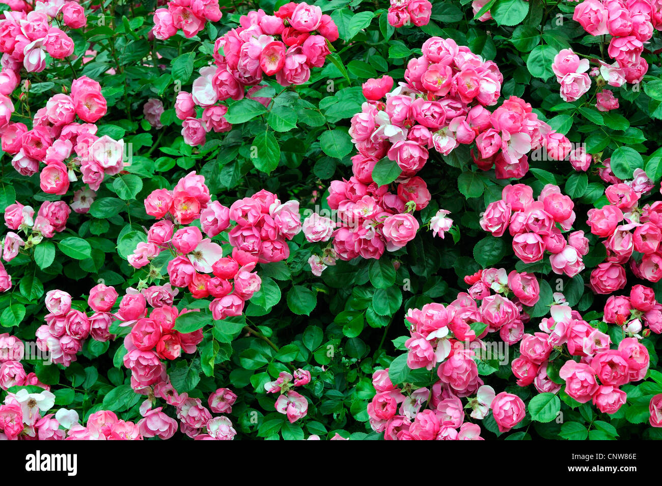Rosa (Rosa spec.), rosa rosa bush Foto Stock