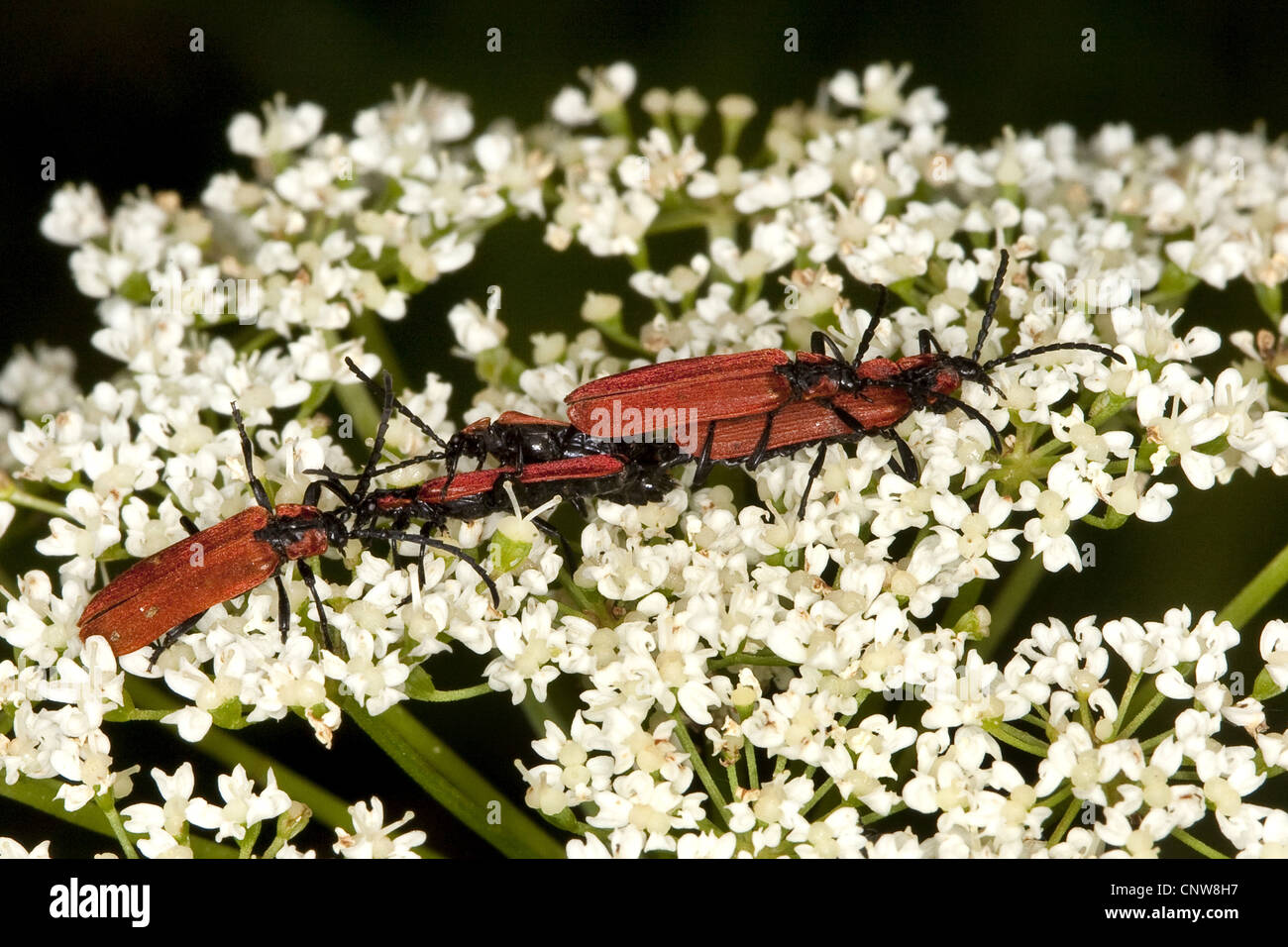 Lygistopterus sanguineus (Lygistopterus sanguineus), diverse persone su umbellifer, Germania Foto Stock