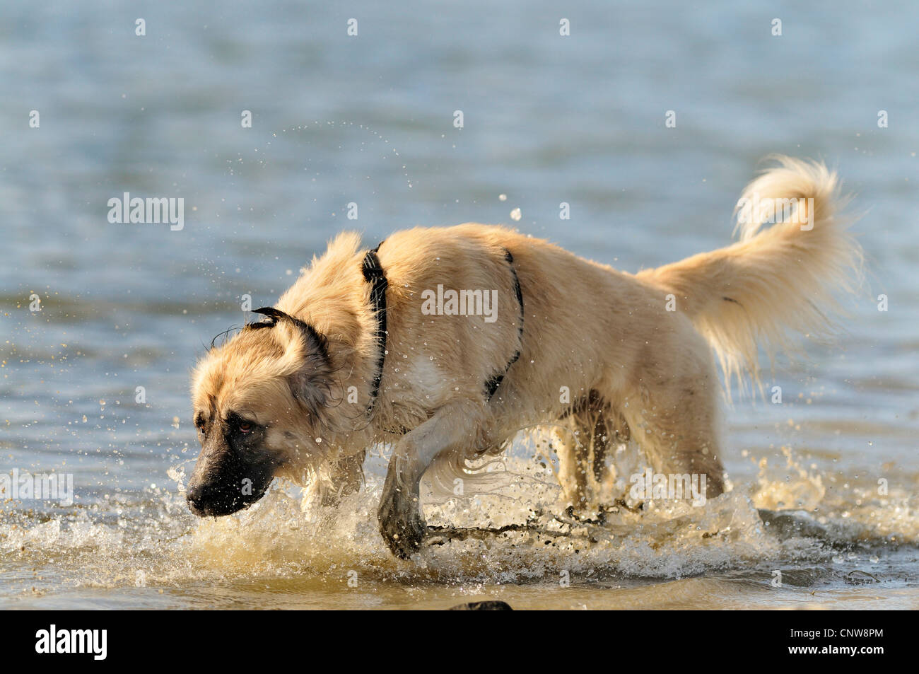 Razza cane (Canis lupus f. familiaris), la ricerca per il recupero di stick, Germania Foto Stock