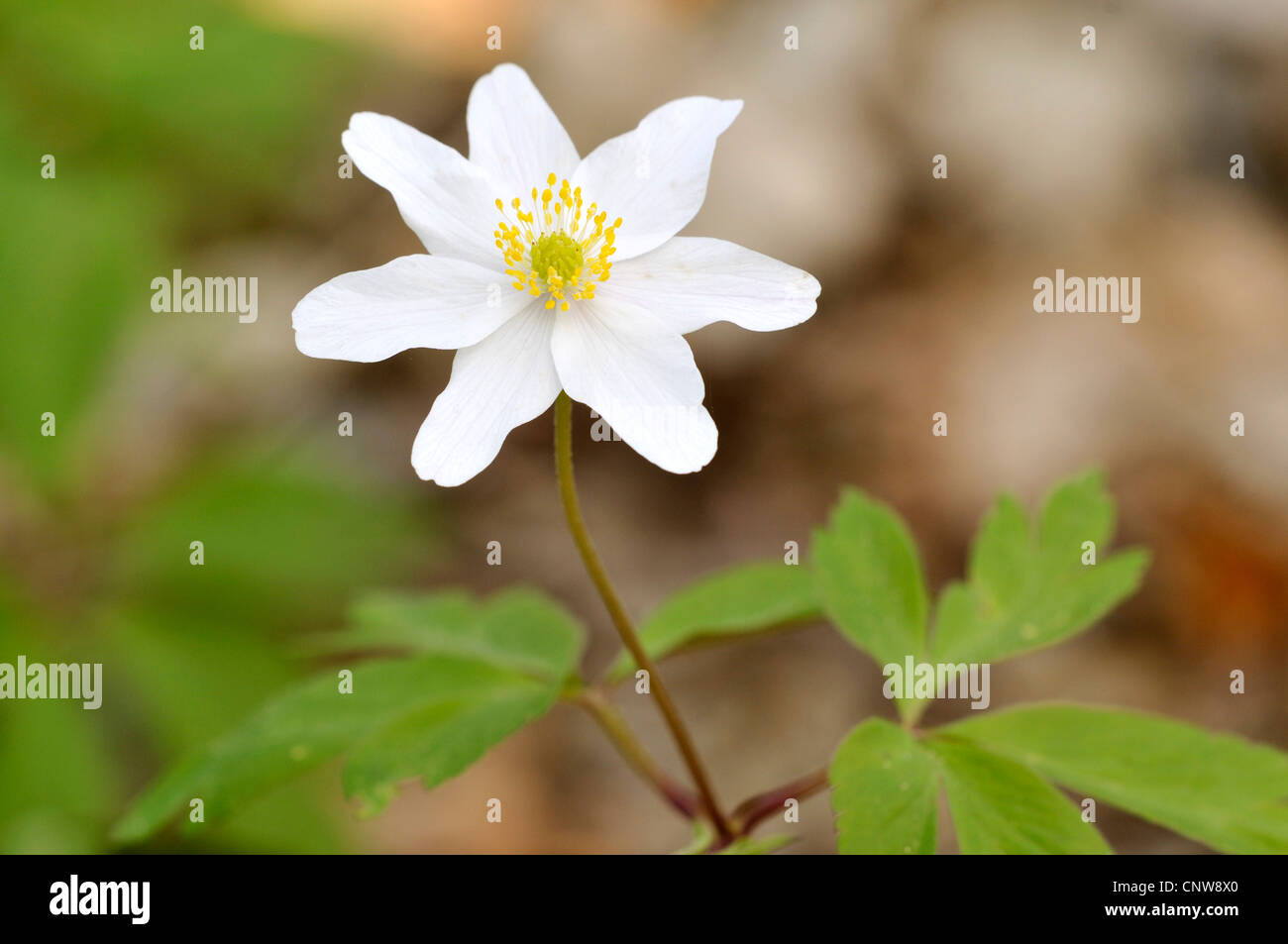 Legno (anemone Anemone nemorosa ,), unico fiore, Germania Foto Stock