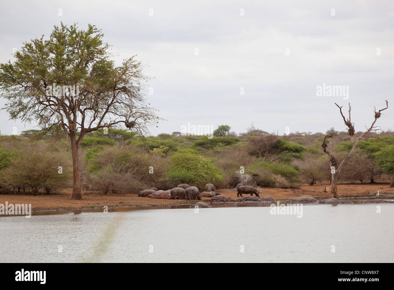 Un gruppo di ippopotami in corrispondenza di un foro di irrigazione al Parco Nazionale di Kruger, Sud Africa Foto Stock