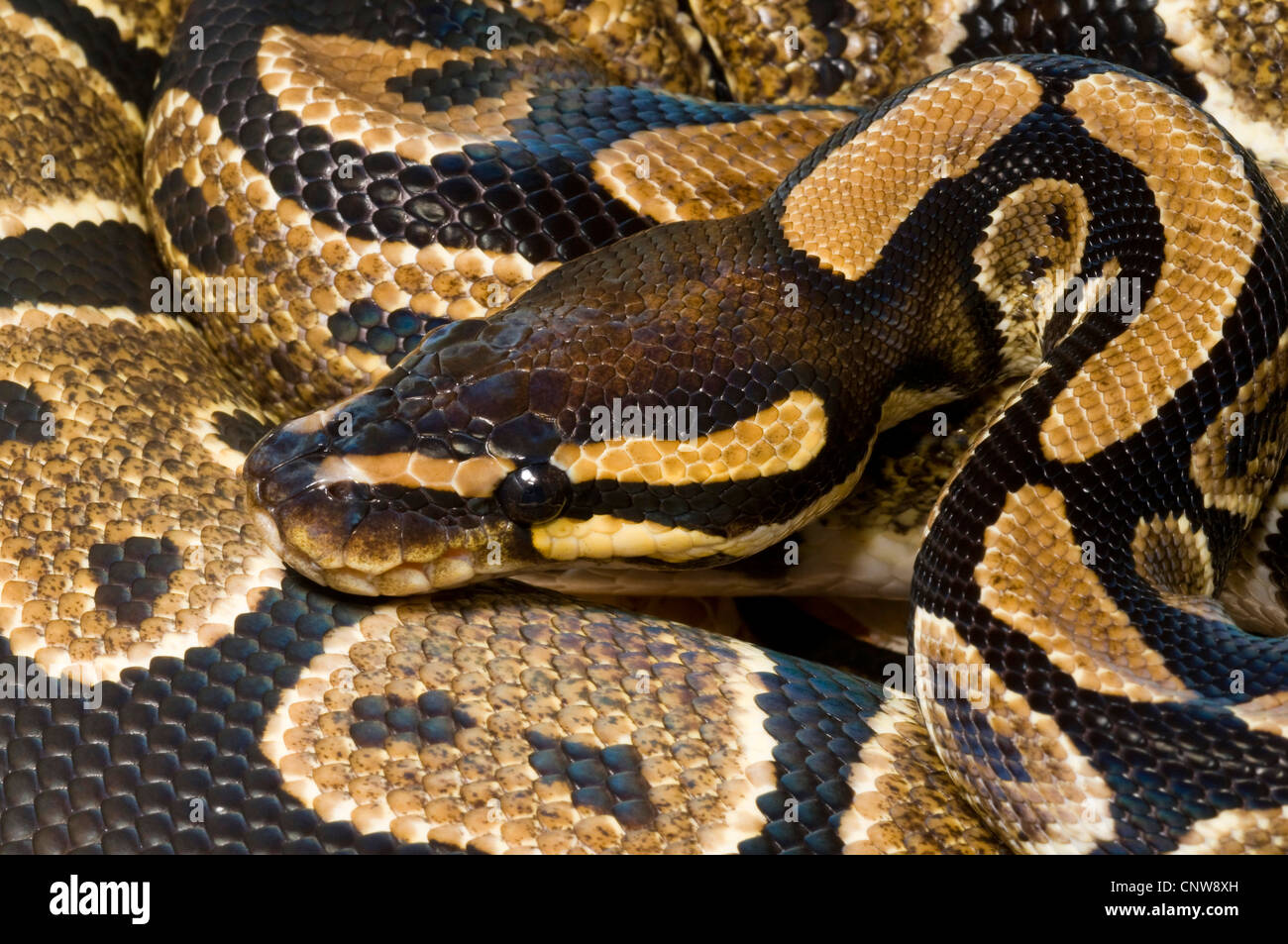Sfera di python, royal python (Python regius) Foto Stock