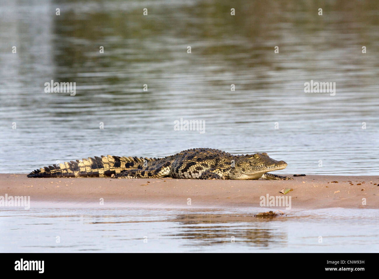 Coccodrillo del Nilo (Crocodylus niloticus), che poggiano su un sandbank presso il fiume Kawango, Namibia, Mahango Parco Nazionale Foto Stock