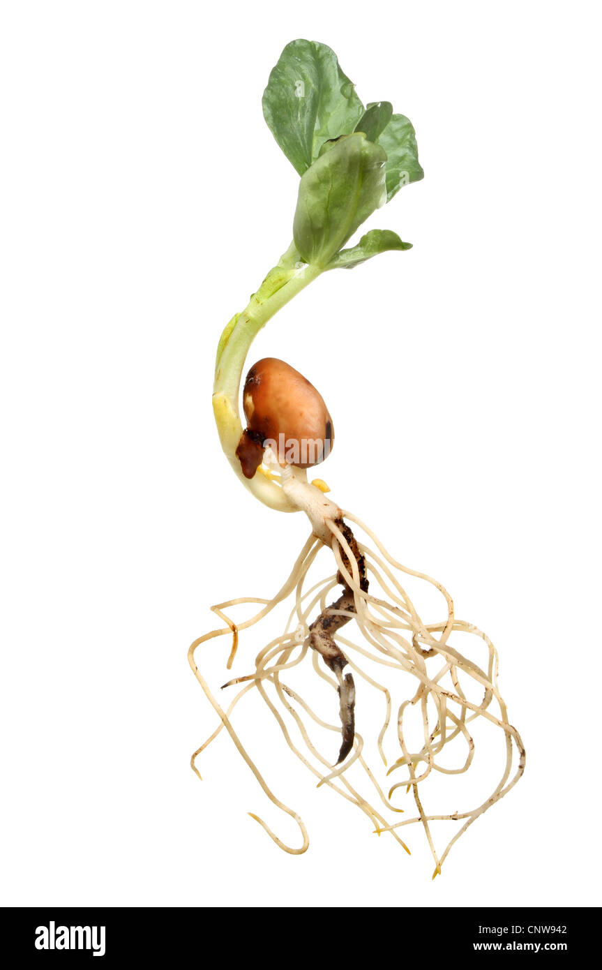 Primo piano di una nuova germinati largo bean di sementi che mostra la struttura della radice fusto e foglie di sviluppo isolato contro bianco Foto Stock