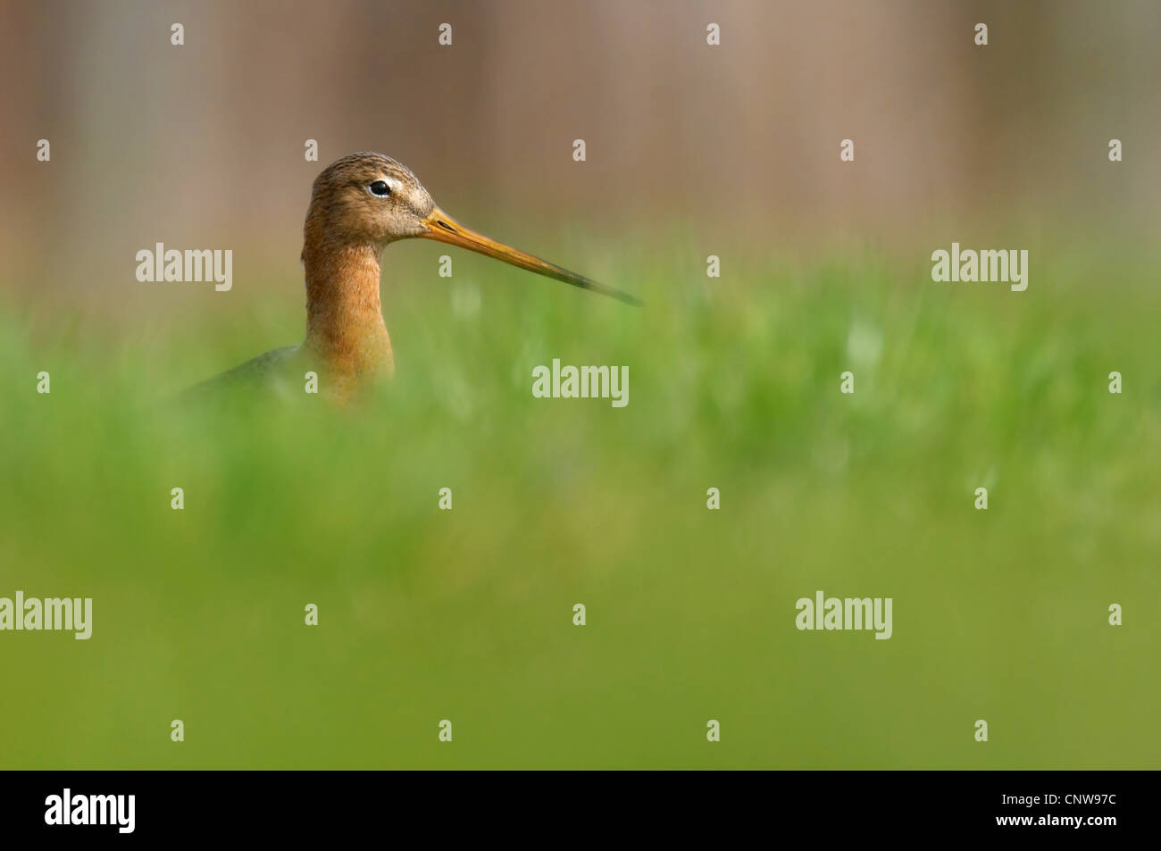 Nero-tailed godwit (Limosa limosa), in erba, Paesi Bassi, Limburg, GFN Groote Peel Foto Stock