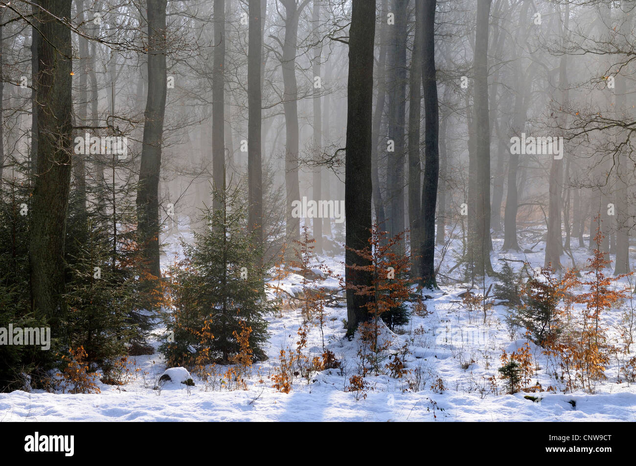 Soleggiato bosco misto con coperti di neve a scongelamento, in Germania, in Renania settentrionale-Vestfalia, Sauerland Foto Stock