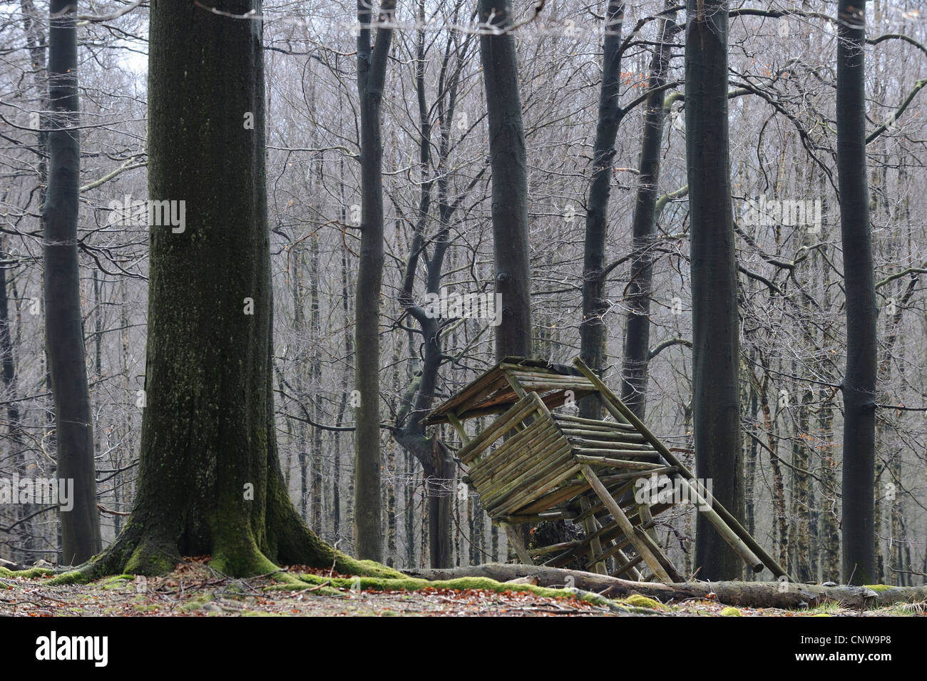 Stand in corrispondenza di un bordo della foresta caduto giù dopo una tempesta , in Germania, in Renania settentrionale-Vestfalia Foto Stock