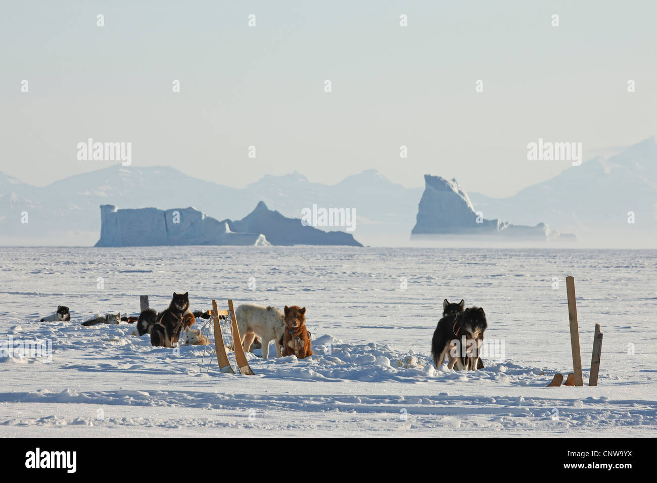 La Groenlandia cane (Canis lupus f. familiaris), cane slitta nel paesaggio innevato, Groenlandia, Ostgroenland, Tunu, Kalaallit Nunaat, Scoresbysund, Kangertittivag, Ittoqqortoormiit Foto Stock
