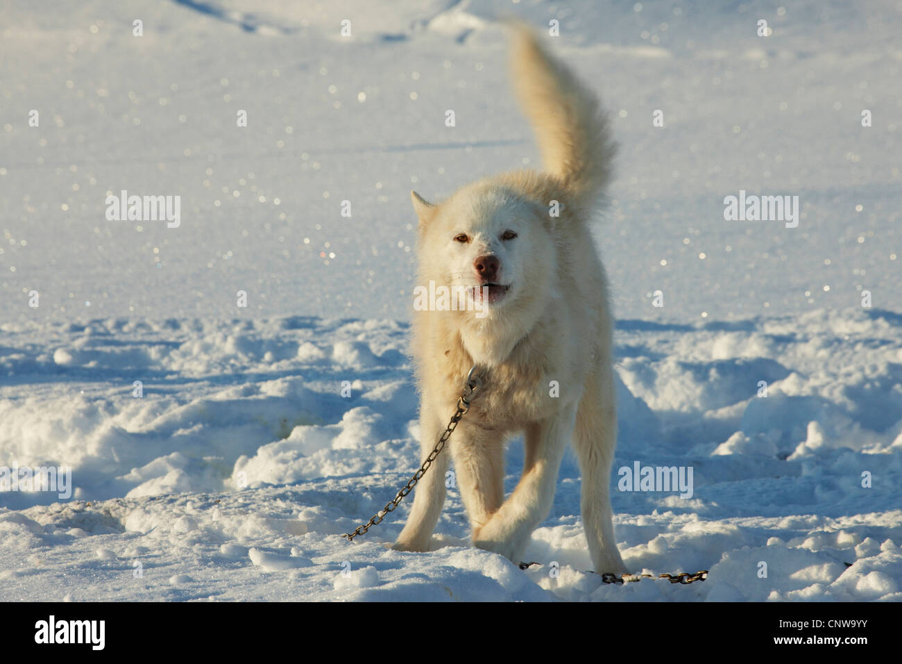 La Groenlandia cane (Canis lupus f. familiaris), incatenato nella neve, Groenlandia, Ostgroenland, Tunu, Kalaallit Nunaat, Scoresbysund, Kangertittivag, Ittoqqortoormiit Foto Stock