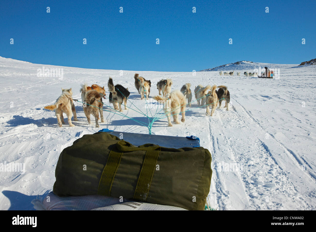 La Groenlandia cane (Canis lupus f. familiaris), Sled Dog, Groenlandia, Ostgroenland, Tunu, Kalaallit Nunaat, Scoresbysund, Kangertittivag, Ittoqqortoormiit Foto Stock