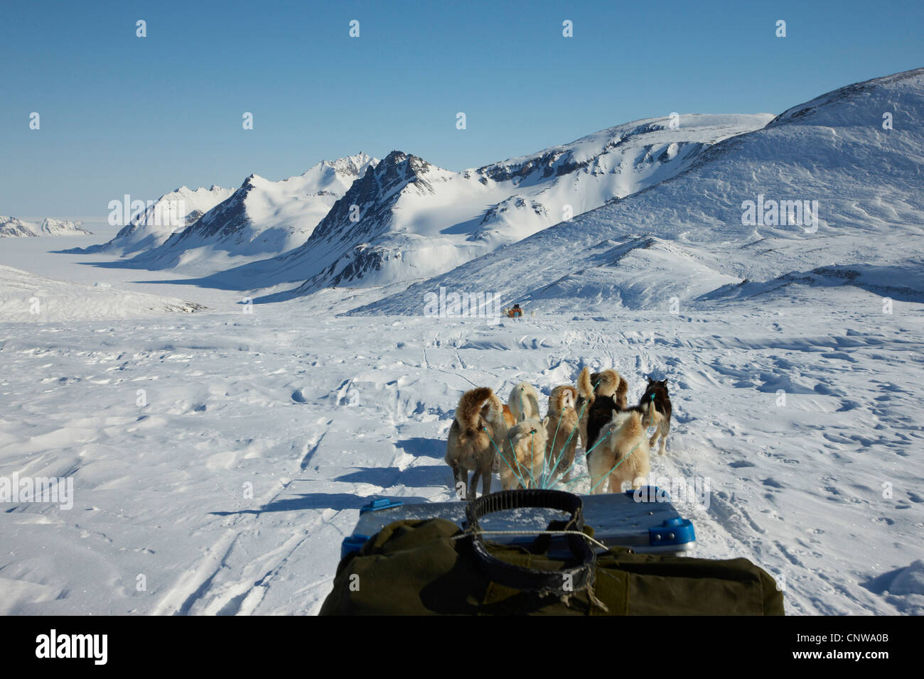 La Groenlandia cane (Canis lupus f. familiaris), Sled Dog a Lillefjord, Groenlandia, Ostgroenland, Tunu, Kalaallit Nunaat, Scoresbysund, Kangertittivag, Ittoqqortoormiit Foto Stock