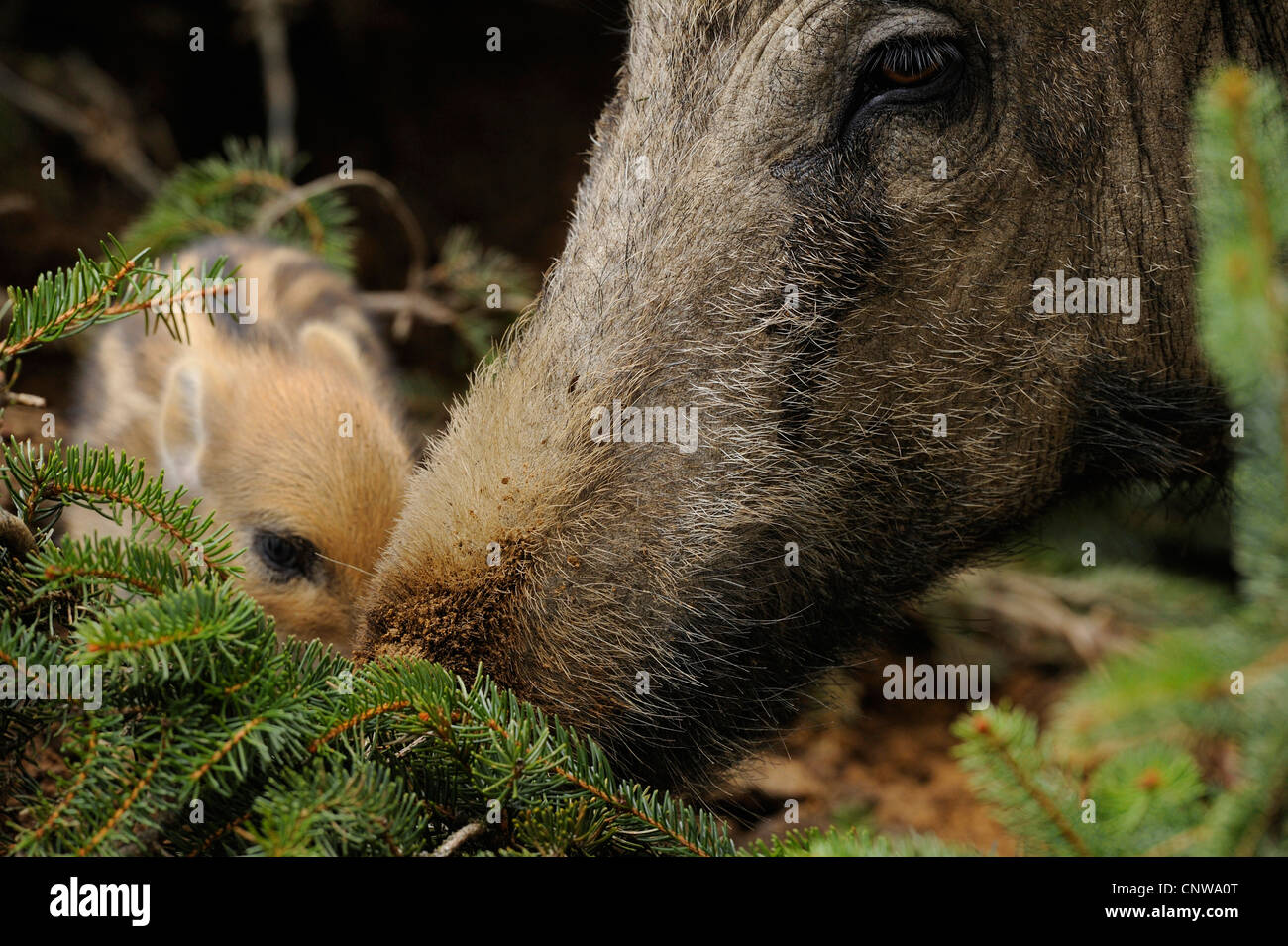 Il cinghiale, maiale, il cinghiale (Sus scrofa), due giorni shoat con la madre, Germania Foto Stock