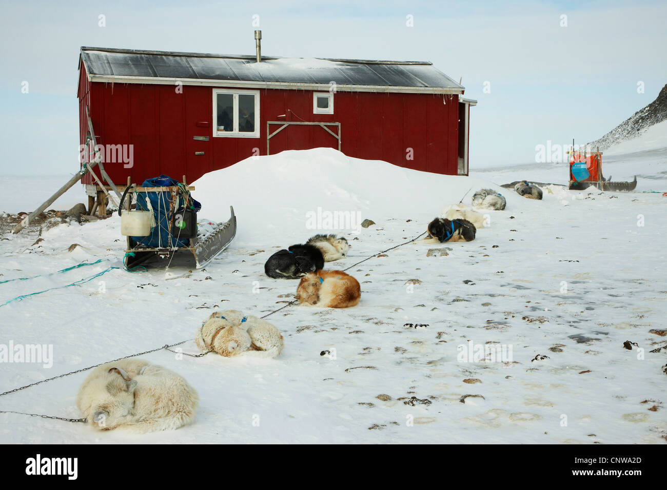 La Groenlandia cane (Canis lupus f. familiaris), il soggiorno presso la residenza di caccia, Groenlandia, Ostgroenland, Tunu, Kalaallit Nunaat, Liverpool Land, Kap Hoegh Foto Stock