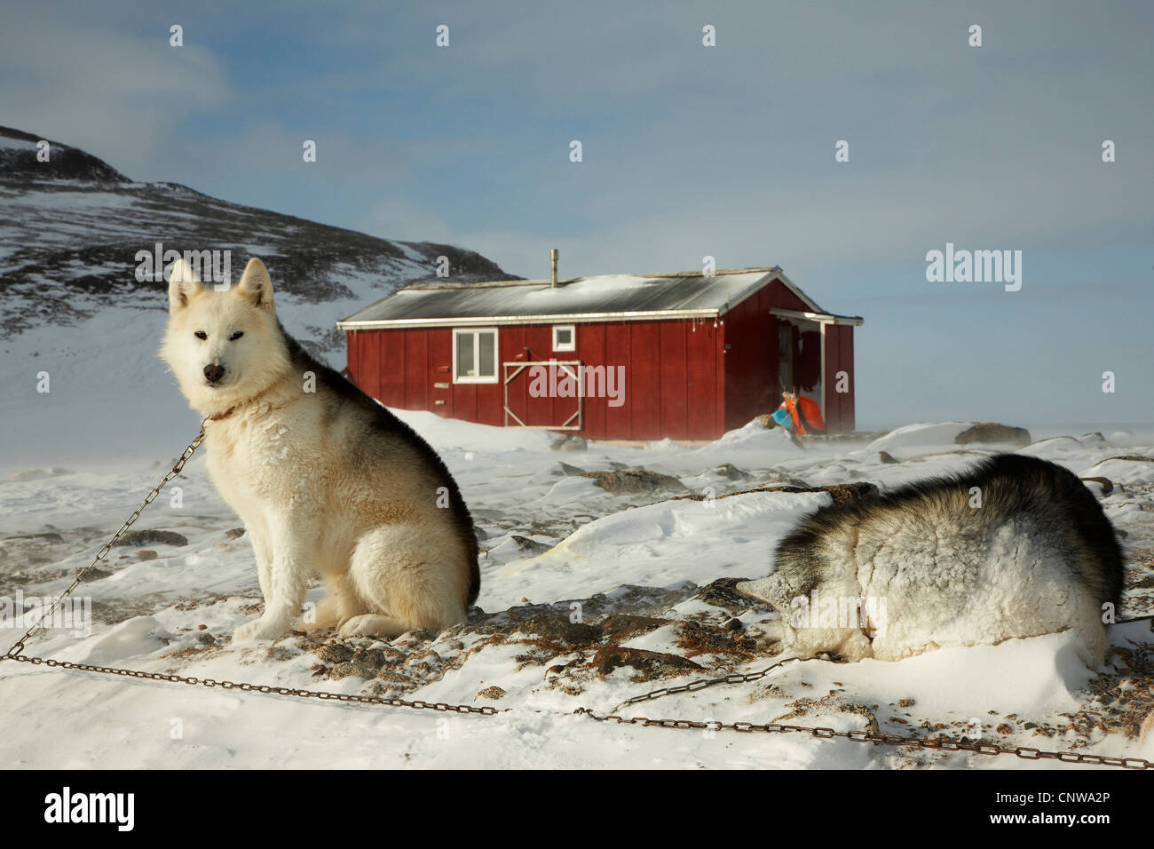 La Groenlandia cane (Canis lupus f. familiaris), due incatenati cani da slitta a caccia nella luce della sera, Groenlandia, Ostgroenland, Tunu, Kalaallit Nunaat, Liverpool Land, Kap Hoegh Foto Stock