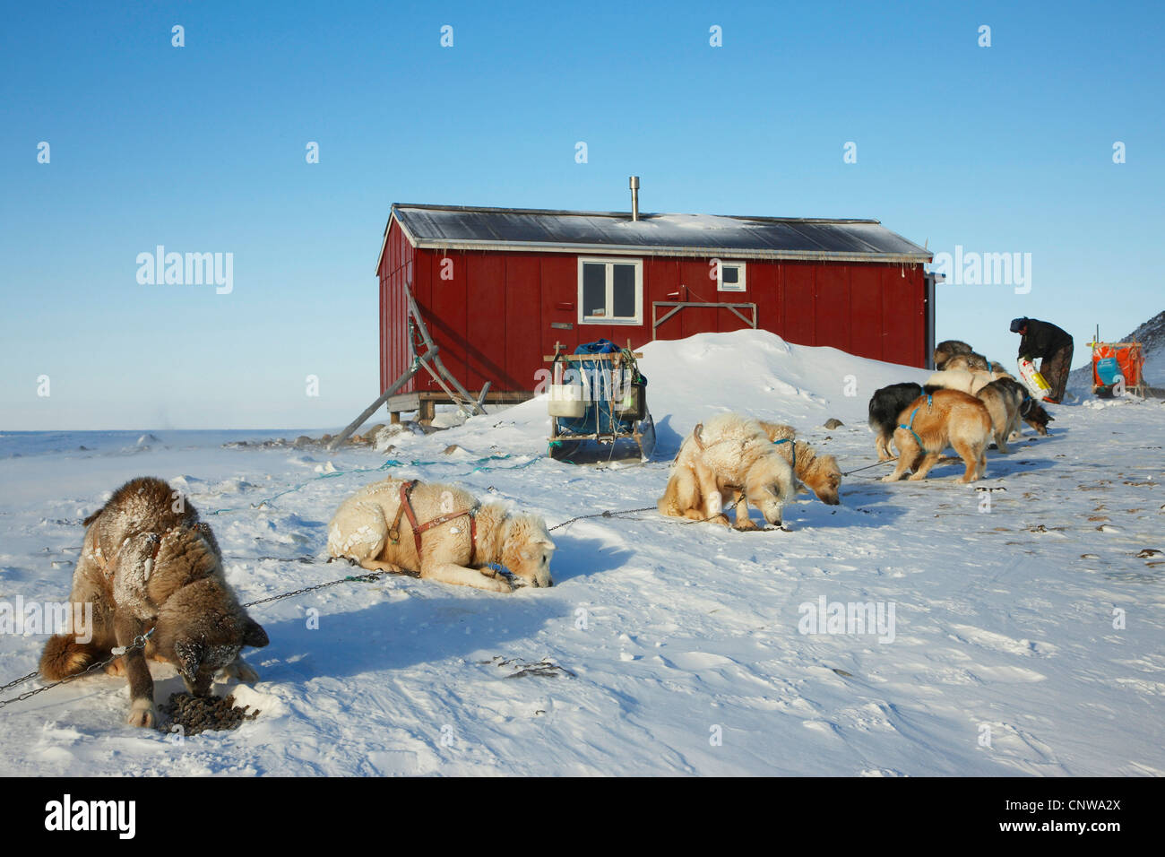 La Groenlandia cane (Canis lupus f. familiaris), sera arrivando con la slitta trainata da cani a caccia per alloggio, Groenlandia, Ostgroenland, Tunu, Kalaallit Nunaat, Liverpool Land, Kap Hoegh Foto Stock