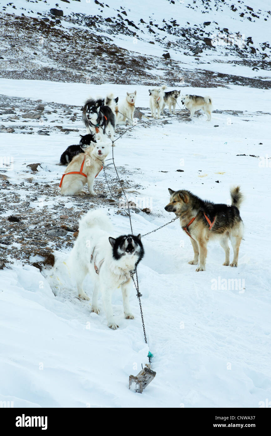 La Groenlandia cane (Canis lupus f. familiaris), una decina di cani da slitta incatenato per la notte, Groenlandia, Ostgroenland, Tunu, Kalaallit Nunaat, Liverpool Land, Kap Hoegh Foto Stock