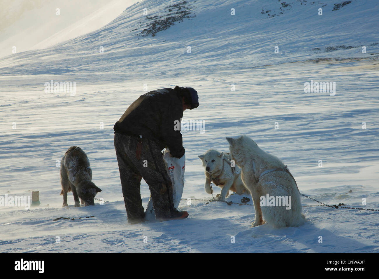 La Groenlandia cane (Canis lupus f. familiaris), alimentazione di cani da slitta, Groenlandia, Ostgroenland, Tunu, Kalaallit Nunaat, Liverpool Land, Kap Hoegh Foto Stock