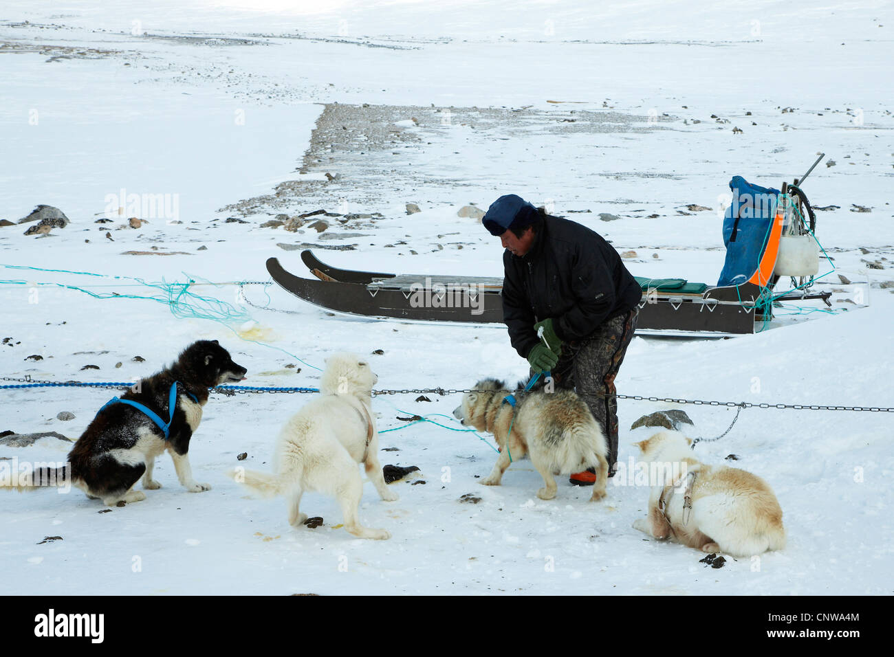 La Groenlandia cane (Canis lupus f. familiaris), Inuit hunter preparazione cane giro in slitta, Groenlandia, Ostgroenland, Tunu, Kalaallit Nunaat, Liverpool Land, Kap Hoegh Foto Stock