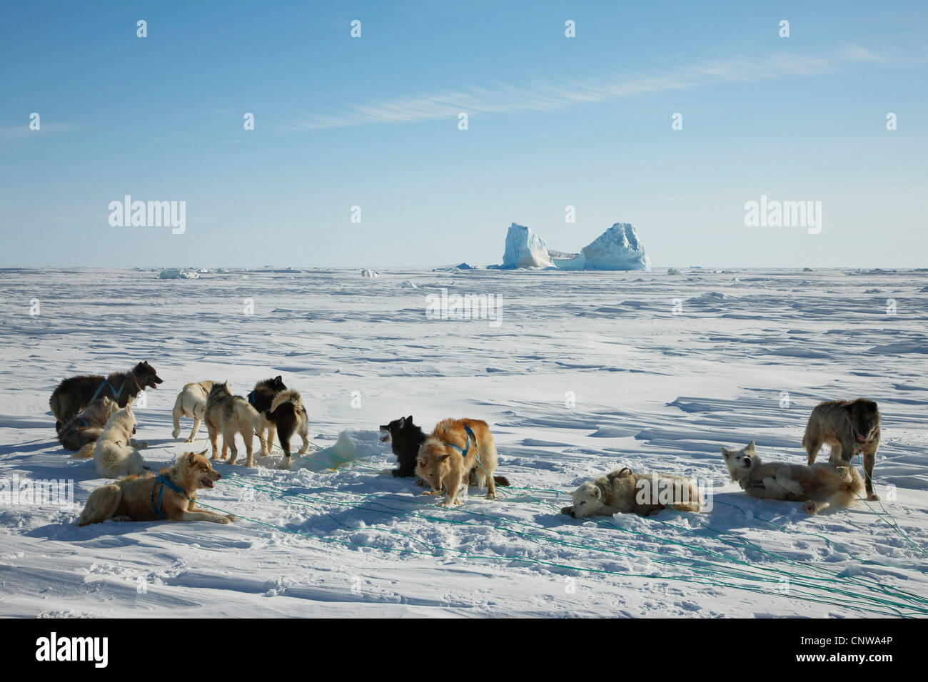La Groenlandia cane (Canis lupus f. familiaris), appoggiato con cani da slitta, Groenlandia, Ostgroenland, Tunu, Kalaallit Nunaat, Liverpool Land, Kap Hoegh, Fiordo di Vejle Foto Stock