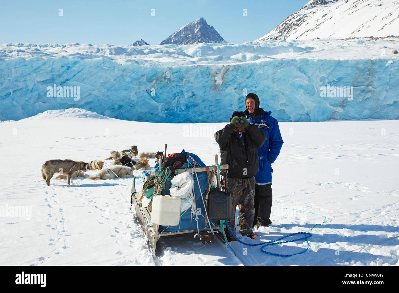 La Groenlandia cane (Canis lupus f. familiaris), appoggiati a Emmanuel ghiacciaio, Groenlandia, Ostgroenland, Tunu, Kalaallit Nunaat, terra di Liverpool Foto Stock