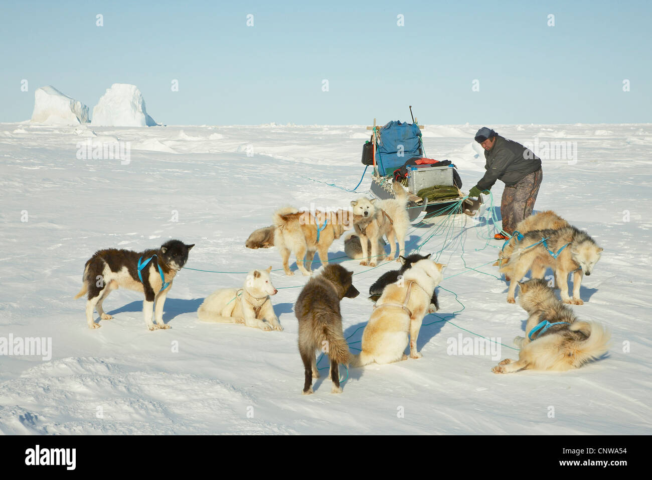 La Groenlandia cane (Canis lupus f. familiaris), appoggiato con cani da slitta, Groenlandia, Ostgroenland, Tunu, Kalaallit Nunaat, terra di Liverpool Foto Stock