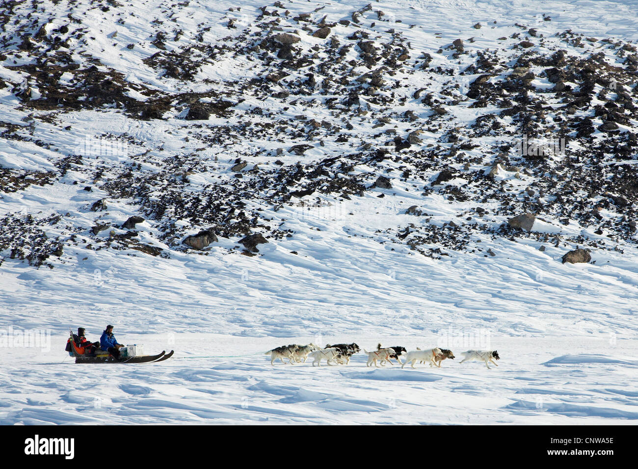 La Groenlandia cane (Canis lupus f. familiaris), slitta trainata da cani nel paesaggio invernale, Groenlandia, Ostgroenland, Tunu, Kalaallit Nunaat, Liverpool Land, Kap Hoegh Foto Stock