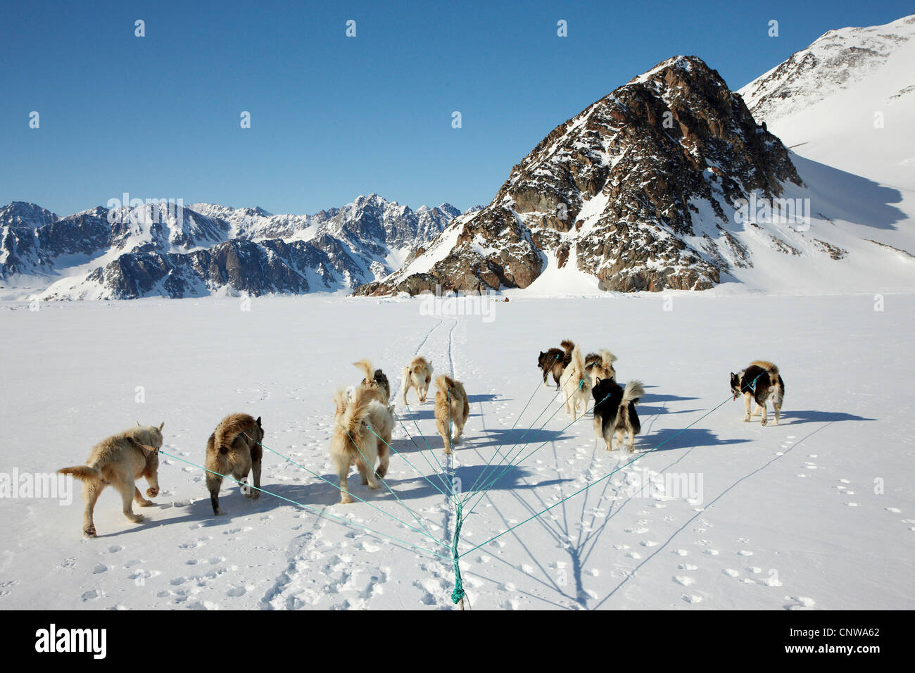 La Groenlandia cane (Canis lupus f. familiaris), slitta trainata da cani nel paesaggio invernale, Groenlandia, Ostgroenland, Tunu, Kalaallit Nunaat, Liverpool Land, Lillefjord Foto Stock