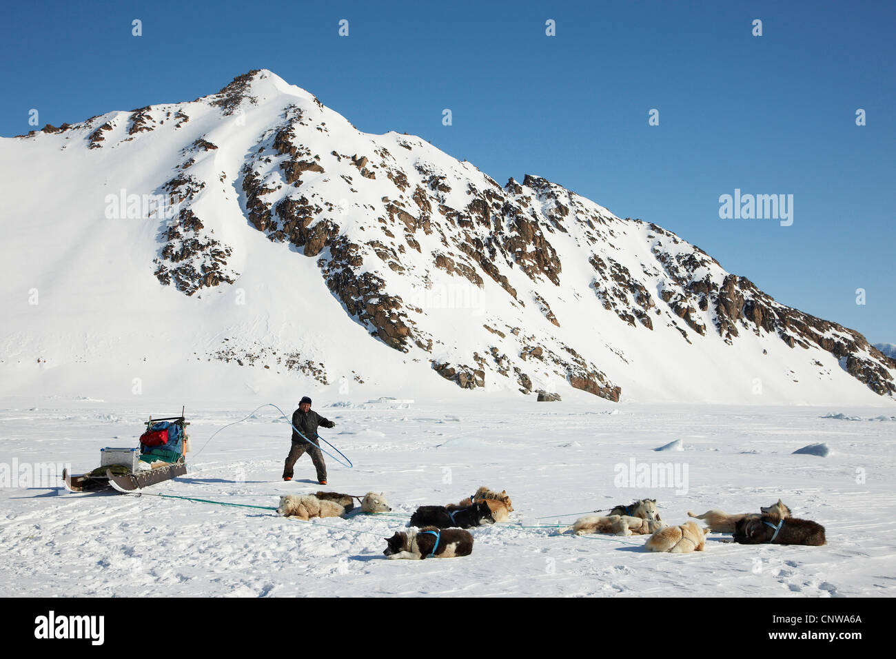 La Groenlandia cane (Canis lupus f. familiaris), appoggiato con cani da slitta, Groenlandia, Ostgroenland, Tunu, Kalaallit Nunaat, Liverpool Land, Lillefjord Foto Stock