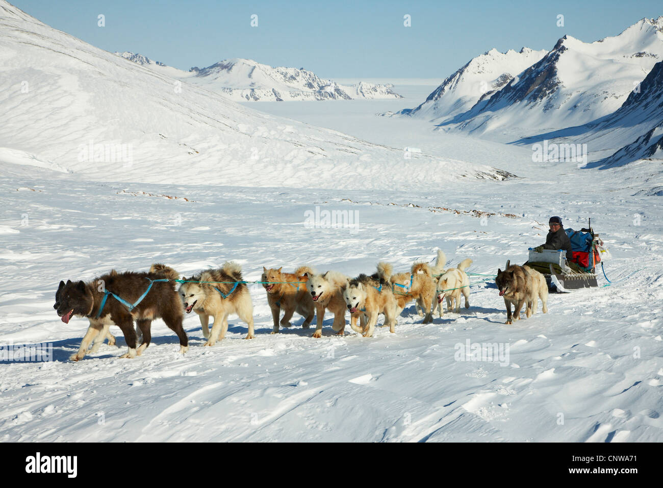 La Groenlandia cane (Canis lupus f. familiaris), gita con la slitta trainata da cani a glacier , la Groenlandia, Ostgroenland, Tunu, Kalaallit Nunaat, Liverpool Land, Lillefjord Foto Stock