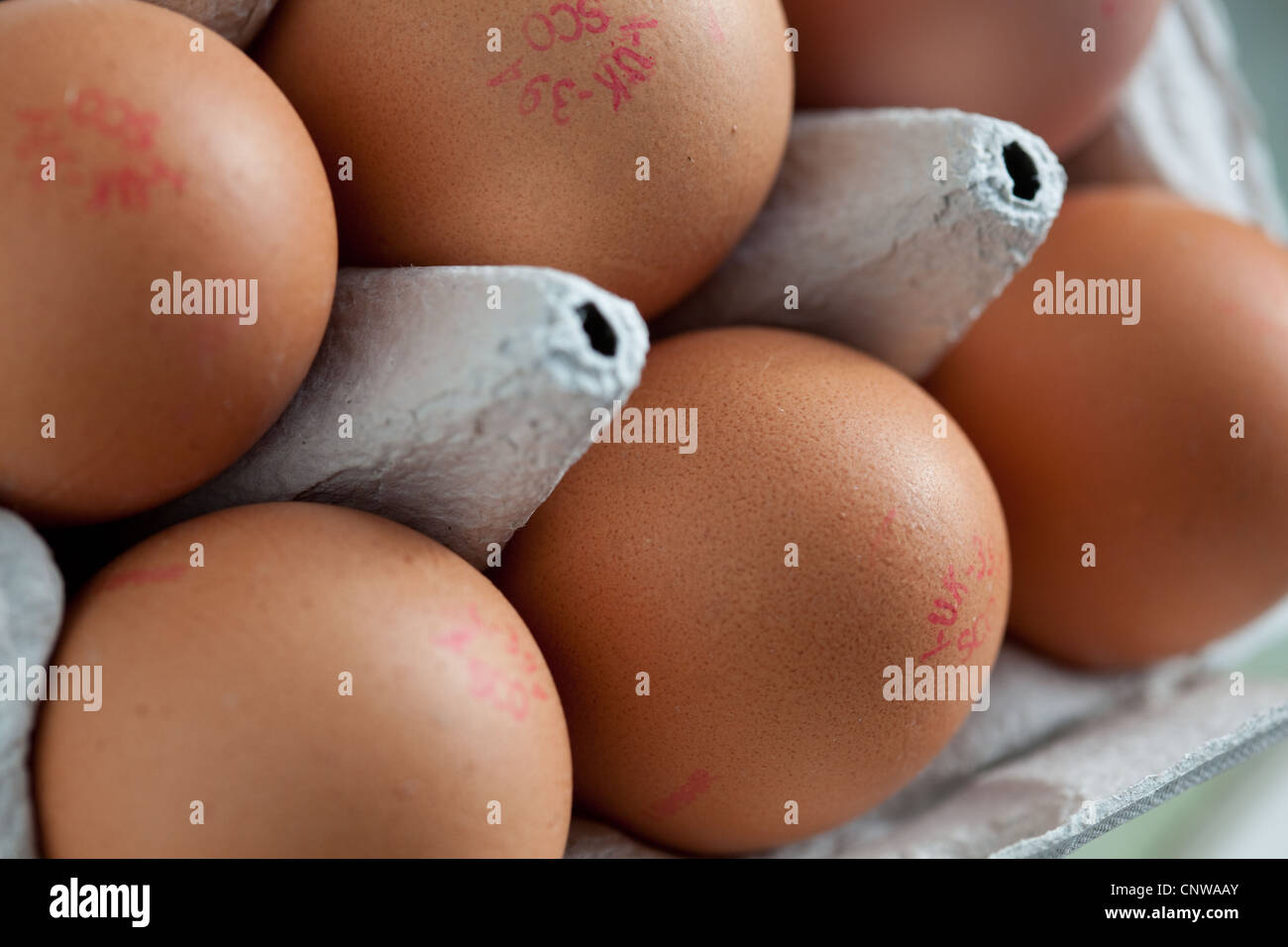 Mezza dozzina di uova REGNO UNITO Foto Stock