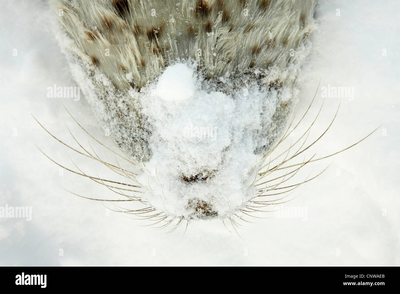 Guarnizione inanellato (Phoca hispida), coperto di neve e la faccia di una guarnizione di tenuta braccati, Groenlandia, Ostgroenland, Tunu, Kalaallit Nunaat, Scoresbysund, Kangertittivag, Kap Tobin, Ittoqqortoormiit Foto Stock