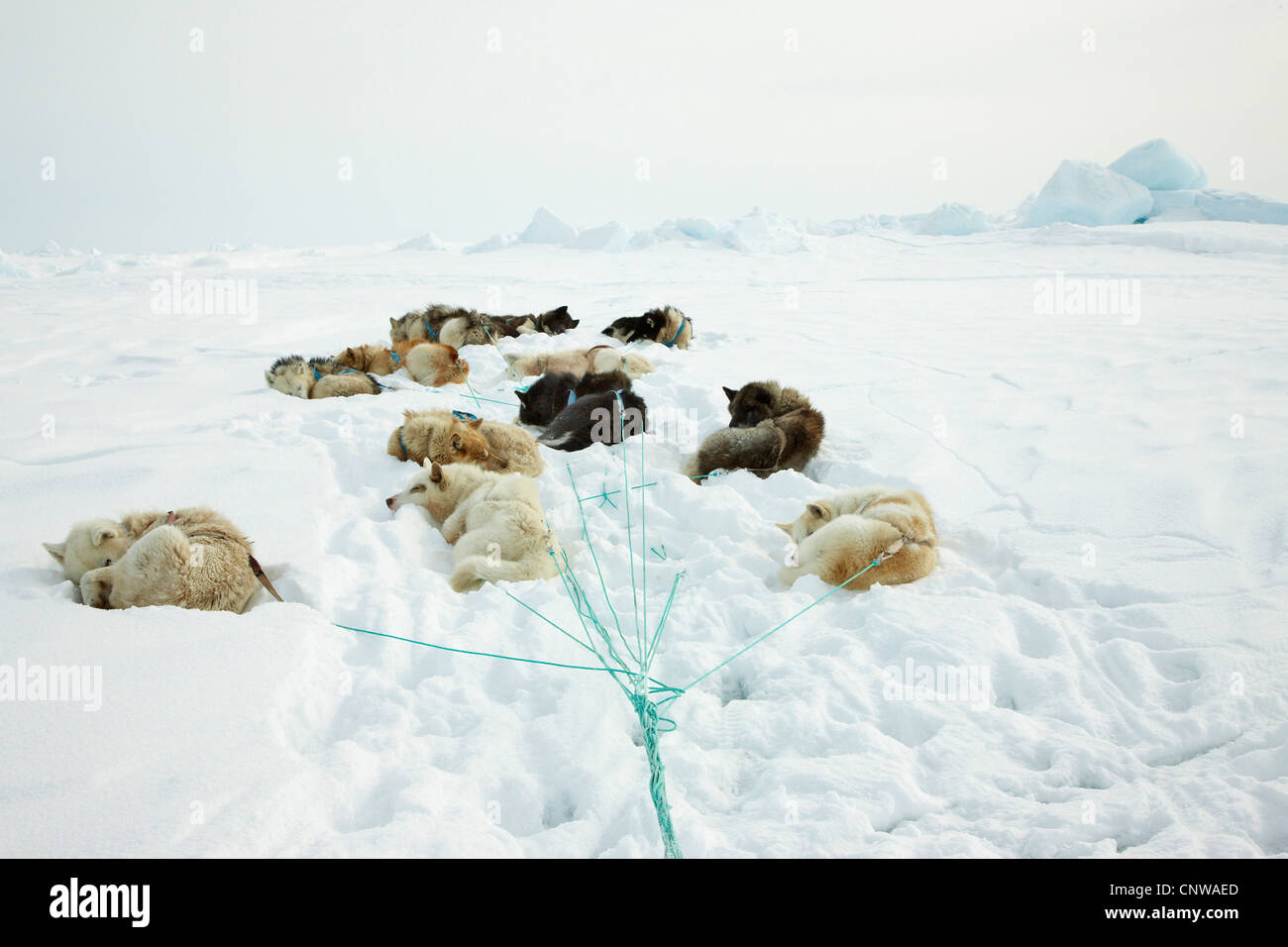 Zwoelf Schlittenhunde liegen un Schlitten angebunden im Schnee und ruhen sich aus (Canis lupus f. familiaris), Groenlandia, Ostgroenland, Tunu, Kalaallit Nunaat, Scoresbysund, Kangertittivag, Kap Tobin, Ittoqqortoormiit Foto Stock