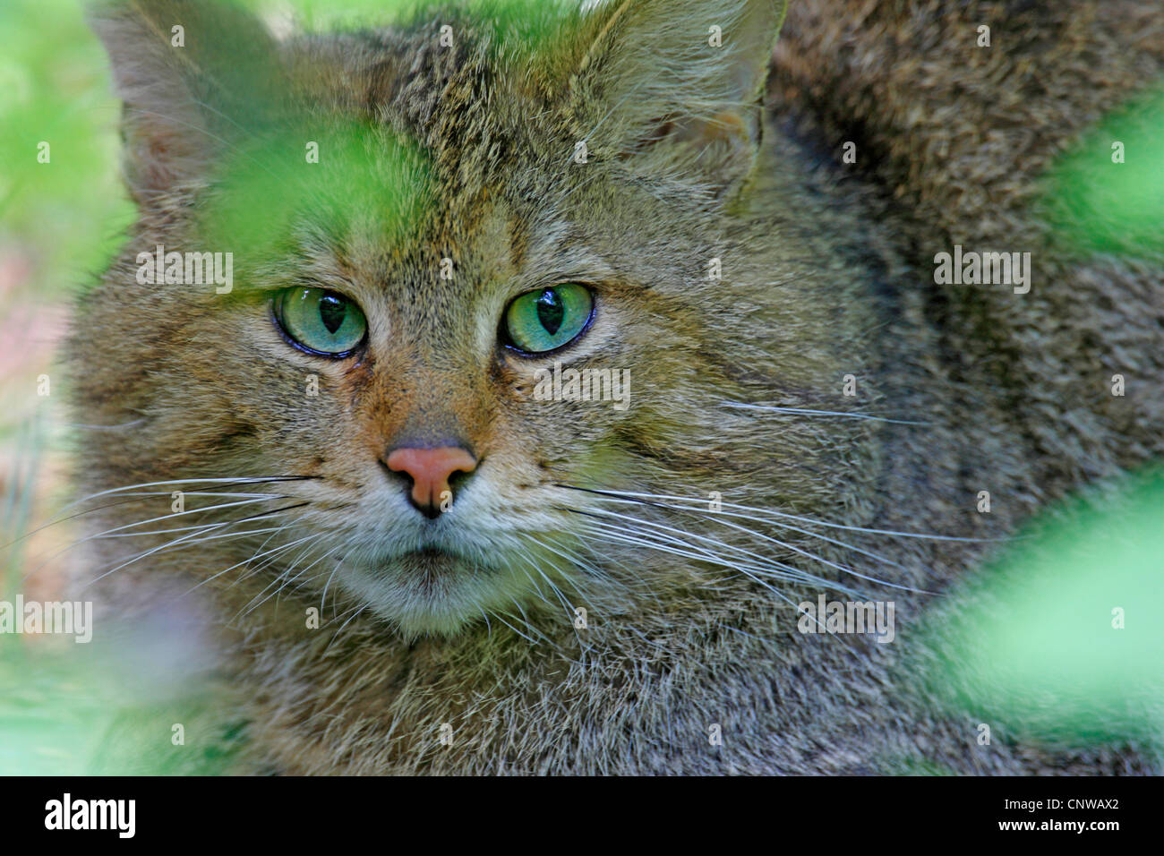 Il gatto selvatico (Felis silvestris), ritratto, in Germania, in Baviera, il Parco Nazionale della Foresta Bavarese Foto Stock