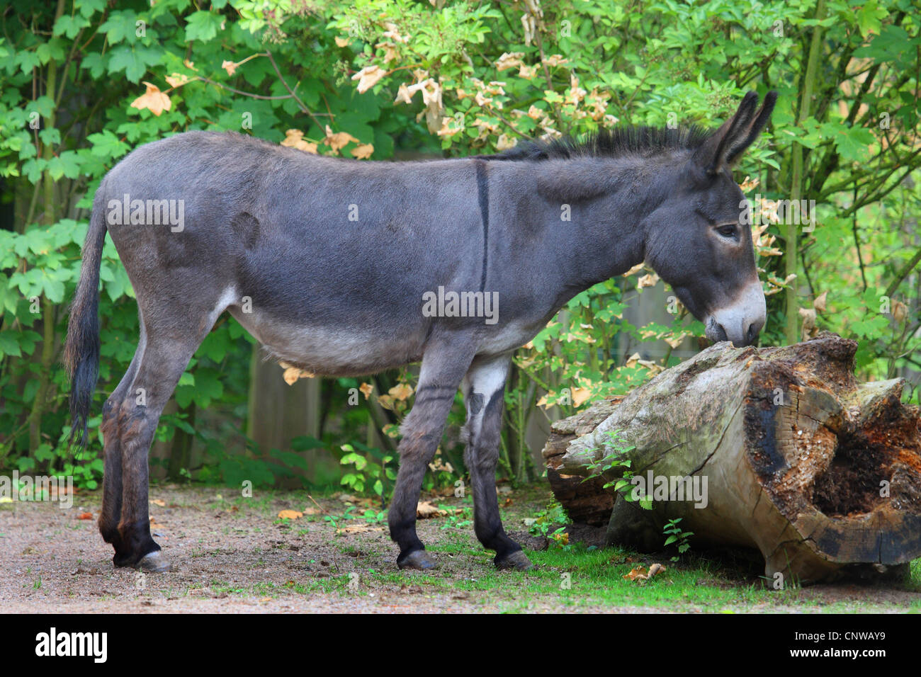 Asino domestico (Equus asinus f. asinus), lo sniffing presso un registro, Germania Foto Stock