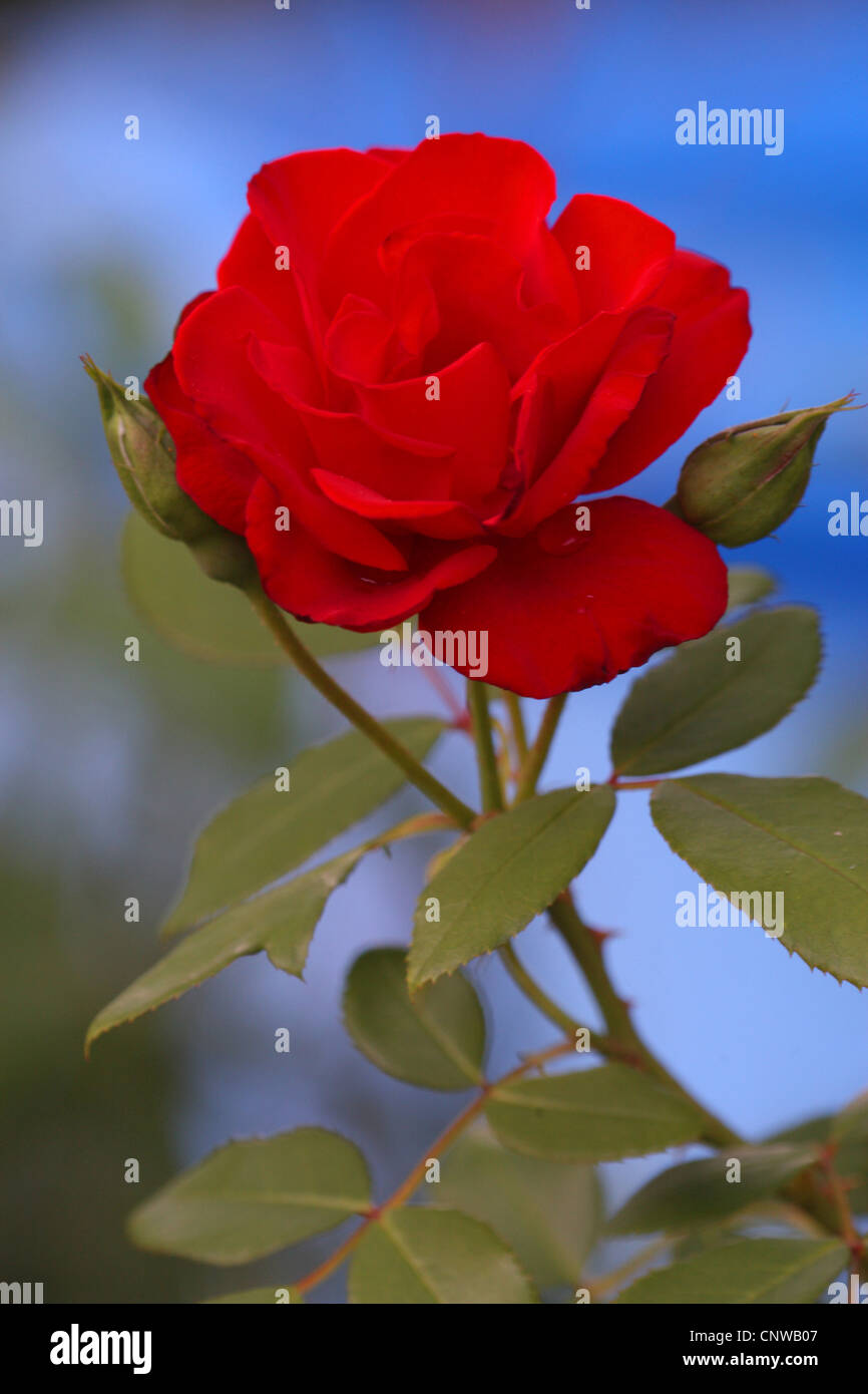 Rosa rossa immagini e fotografie stock ad alta risoluzione - Alamy