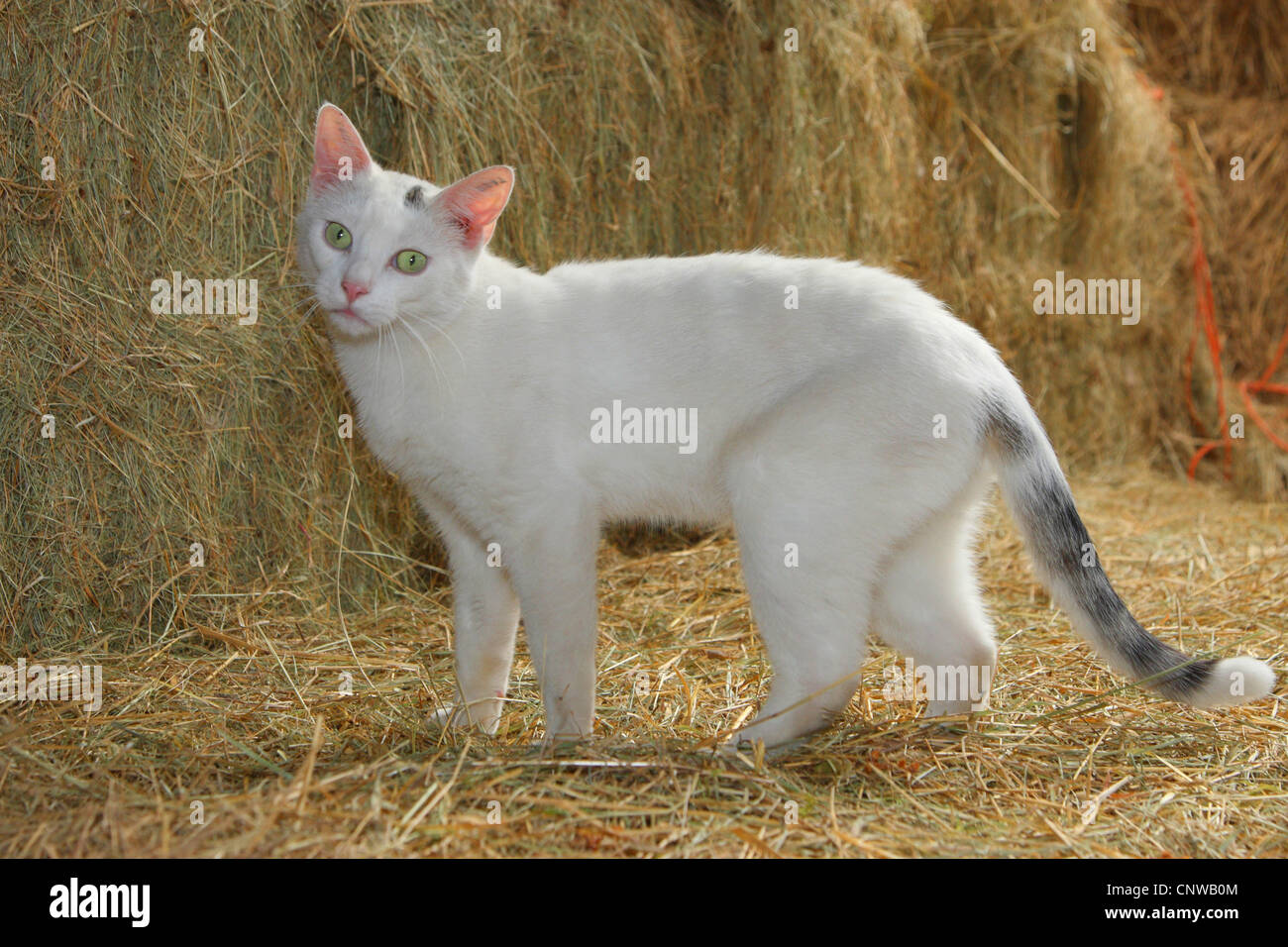 Gatto Bianco con paglia Foto Stock