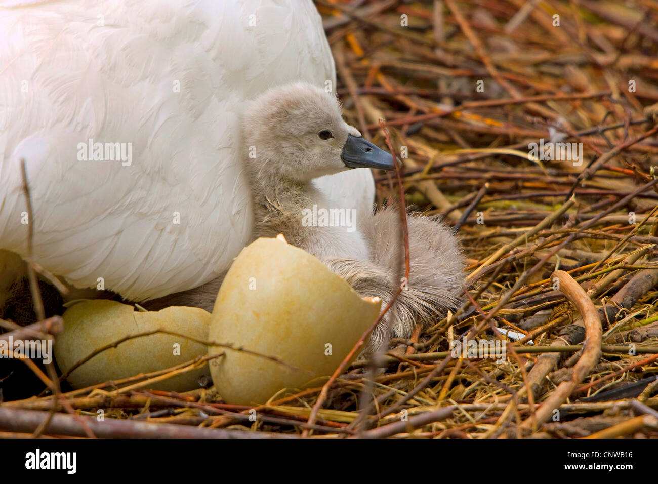 Cigno (Cygnus olor), chick con guscio d'uovo, Svizzera, Sankt Gallen Foto Stock