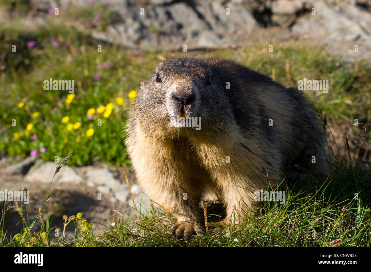 Alpine marmotta (Marmota marmota), stando in piedi in un fiore di montagna prato, Austria, Parco Nazionale degli Hohe Tauern, Grossglockner Foto Stock