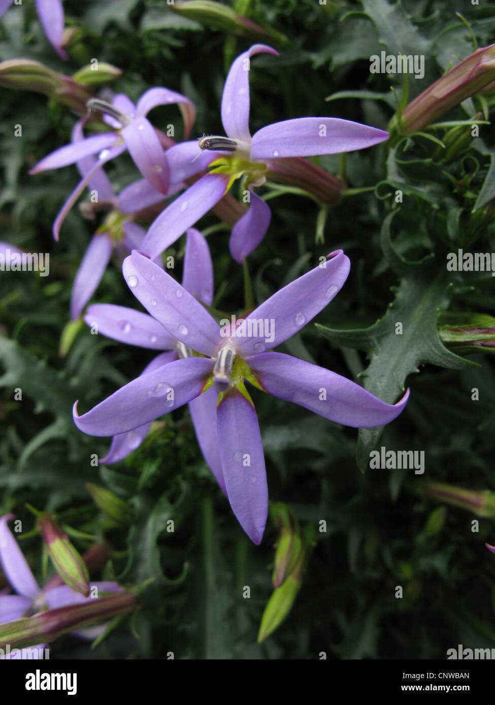 Launea axillaris, Blue Star (Launea axillaris, Isotoma axillaris; Solenopsis axillaria), cultivar Blue Star Foto Stock