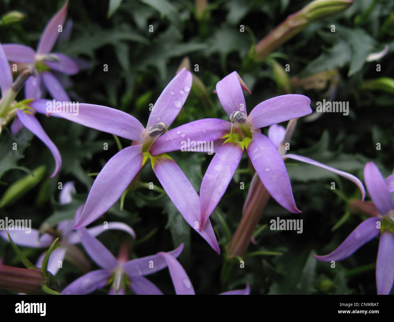 Launea axillaris, Blue Star (Launea axillaris, Isotoma axillaris; Solenopsis axillaria), cultivar Blue Star Foto Stock
