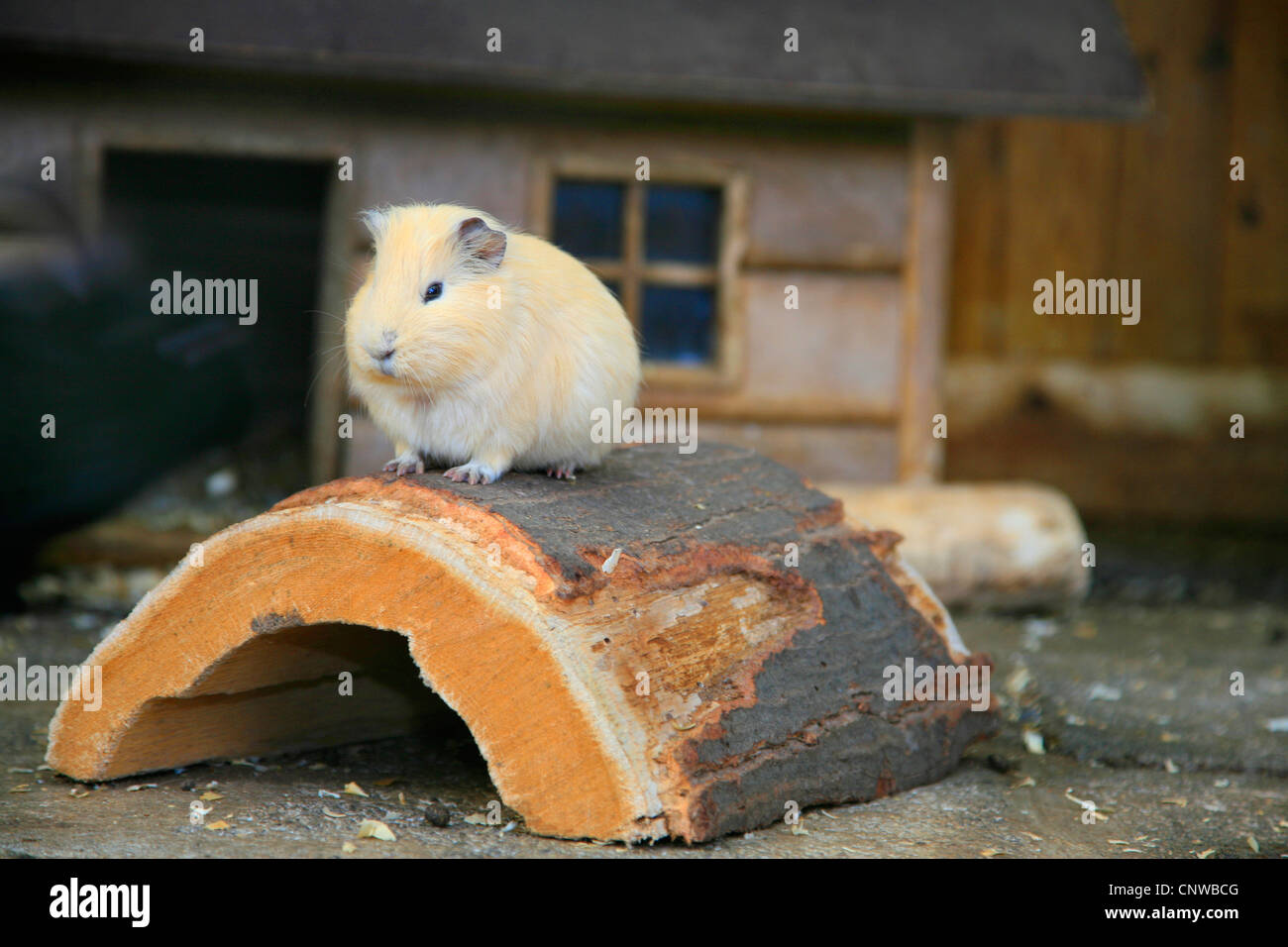 Guinea domestico maiale (cavia aperea f. porcellus), seduti su legno Foto Stock
