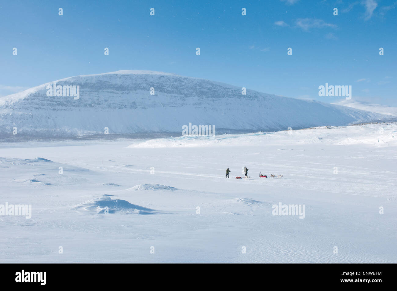Due sciatori con pulk e cani da slitta sulla congelati fino Akkajaure, Svezia, la Lapponia Norrbotten Foto Stock