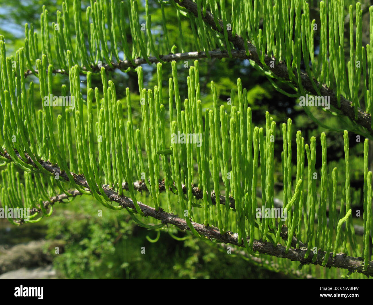 Pond Cypress, Stagno Baldcypress (Taxodium ascendens, Taxodium distichum var. imbricatum), ramoscelli Foto Stock