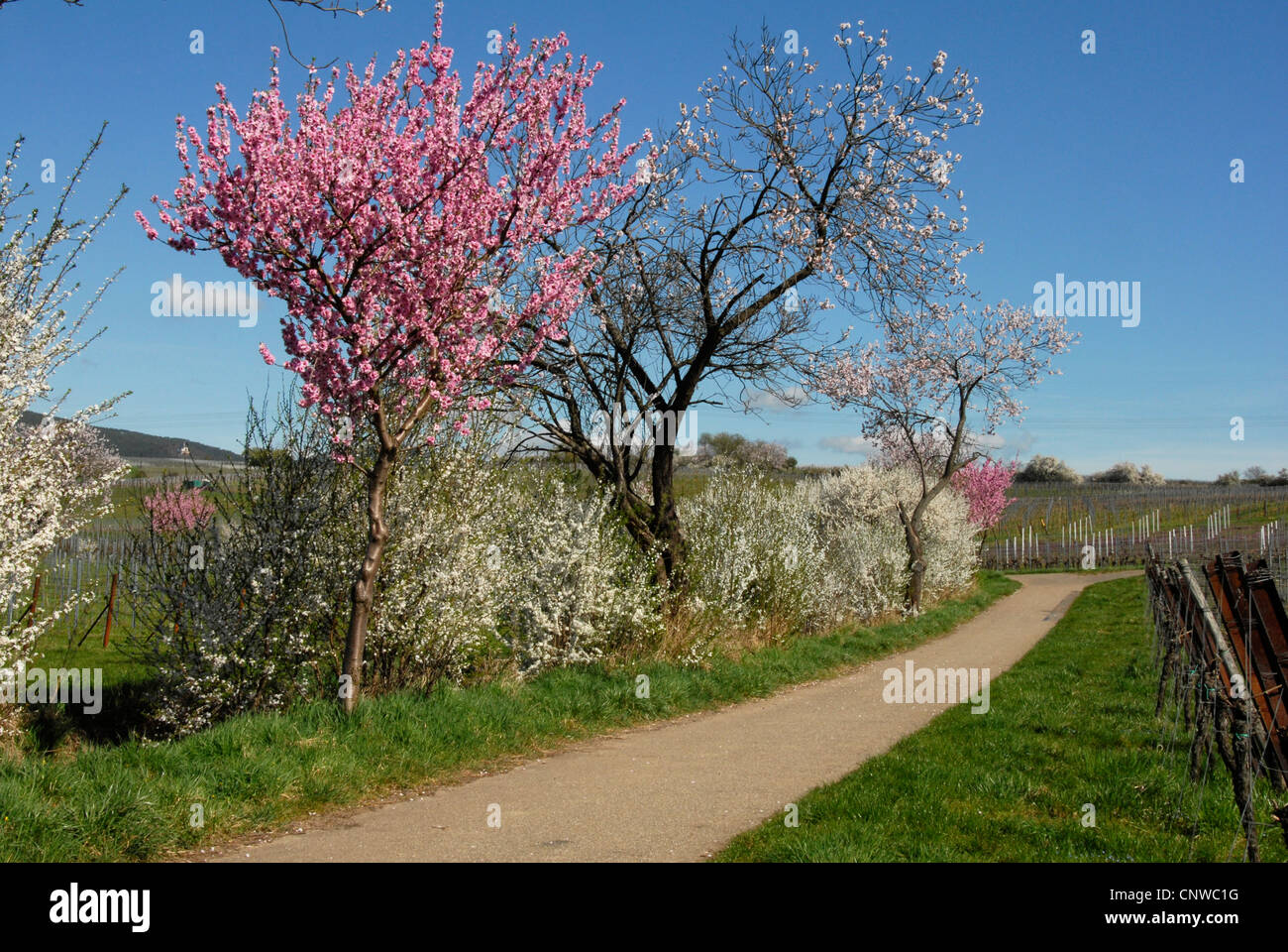 Gli alberi in fiore un siepi in Sud palatino in primavera, in Germania, in Renania Palatinato, Palatinato, Itinerario dei vini tedeschi Foto Stock