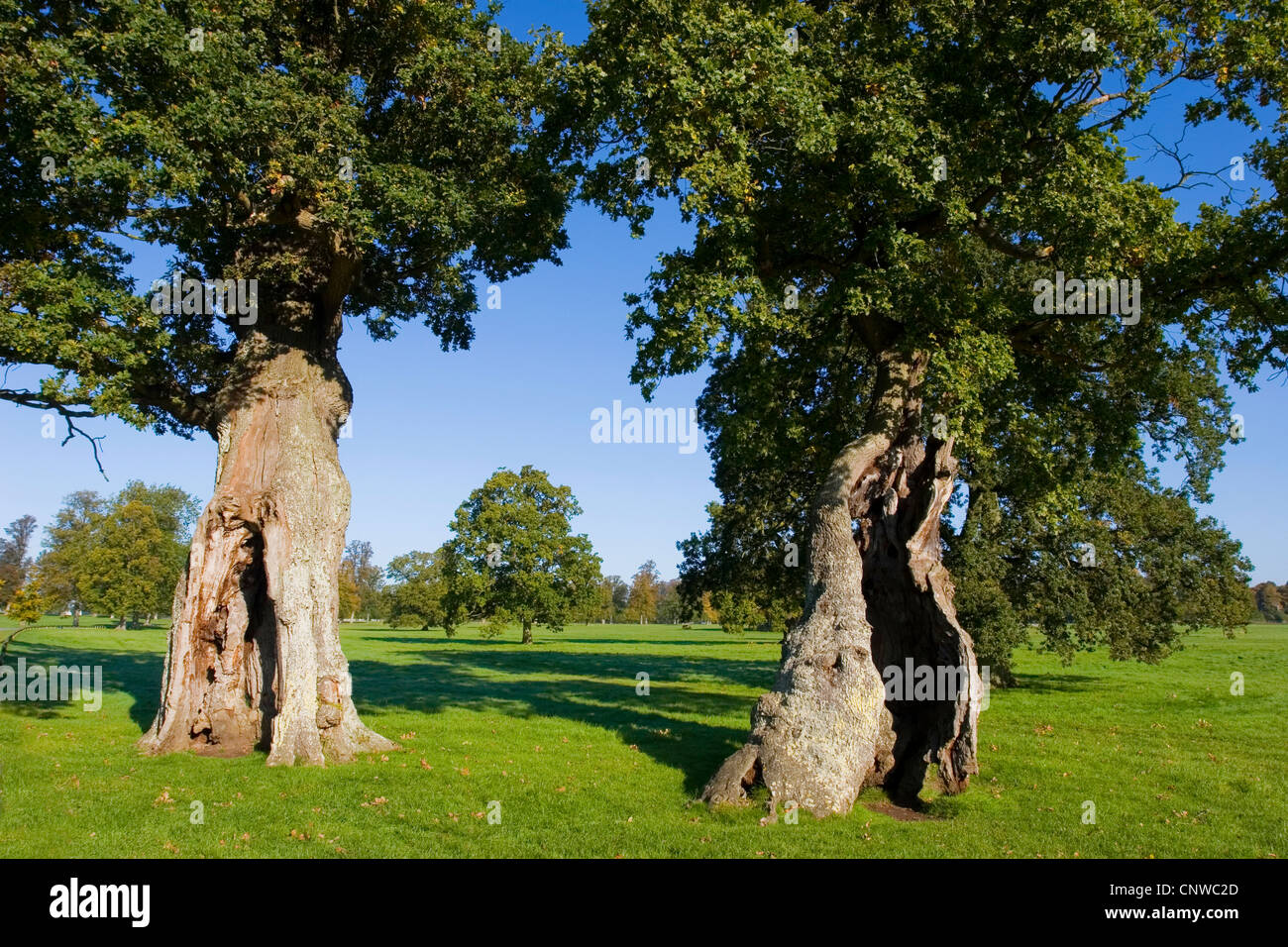 Nodose vecchi alberi nel parco del Palazzo di Blenheim, Regno Unito Inghilterra Foto Stock