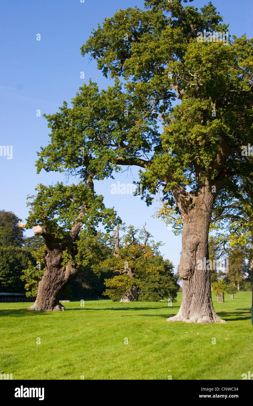 Nodose vecchi alberi nel parco del Palazzo di Blenheim, Regno Unito Inghilterra Foto Stock