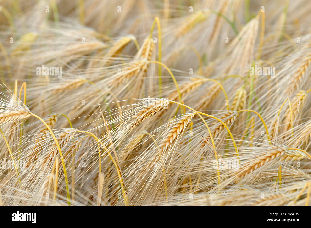 Orzo (Hordeum vulgare), campo di orzo, Germania Foto Stock